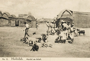 Live Stock Collection: Yemen - Livestock Market at Hodeidah
