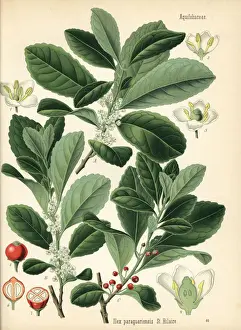 Adolph Prints: Yerba mate, Ilex paraguariensis