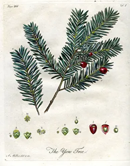 Yew Tree