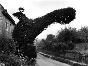 YEW TREE BIRD