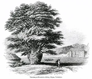 Images Dated 31st May 2019: Yew tree, Fountains Abbey, Ripon, Yorkshire