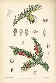 Yew tree, Taxus baccata