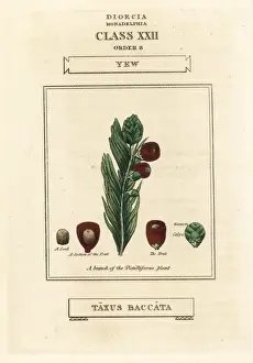 Yew tree, Taxus baccata