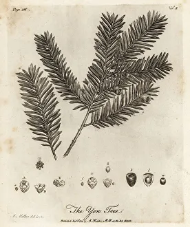 Silva Prints: Yew tree, Taxus baccata