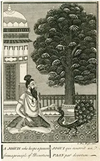 Peacock Prints: Yogi and Peacock
