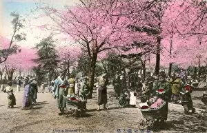 Blossoming Collection: Yokohama, Japan - Cherry Blossom in the Park