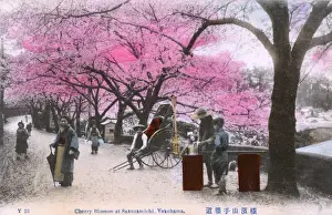 Kanagawa Prints: Yokohama, Japan - Cherry Blossom at Sakuramichi