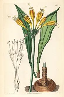 Barclay Gallery: Yolk-of-egg stenomesson, Stenomesson vitellinum