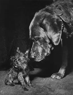 Yorkie and large dog