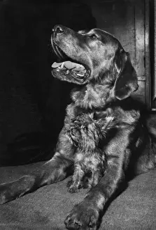 Yorkie Prints: Yorkie and large dog
