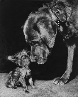 Yorkie and large dog