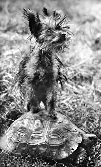 Yorkie and Tortoise