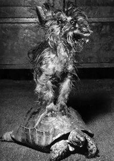 Yorkie and tortoise