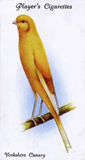 Images Dated 4th February 2019: Yorkshire Canary