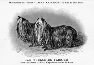 Images Dated 2nd July 2018: Yorkshire Terrier