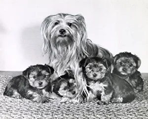 Yorkshire Terrier