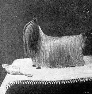 The Yorkshire Terrier Ashton Ted 95, 1895