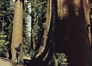 Redwood Prints: Yosemite Park - California