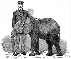 Images Dated 22nd February 2005: Young African Elephant at London Zoo, 1882