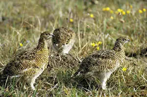 Tundra Prints: Young Alpine Ptarmigans on guard while others in