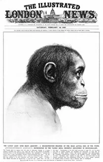 Skull Collection: Young Australopithecus africanus