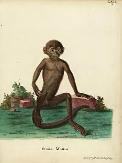 Johann Gallery: Young banded langur, Presbytis femoralis
