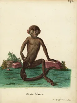 Maura Collection: Young banded langur, Presbytis femoralis