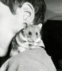 Hamster Prints: A young boy with his cute pet hamster on his shoulder
