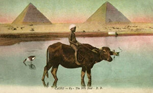 Geese Collection: Young boy riding on ox along the edge of the Nile flood