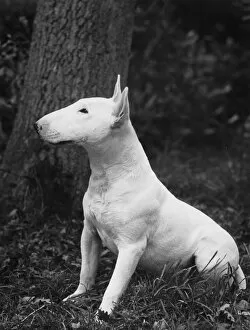 Abraxas Gallery: YOUNG BULL TERRIER / 1957