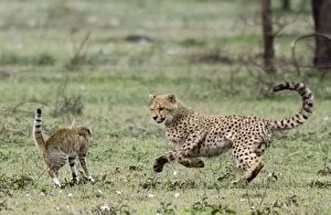 Images Dated 5th February 2008: Young Cheetah - Fighting with a Wild Cat (Felis silvestris)