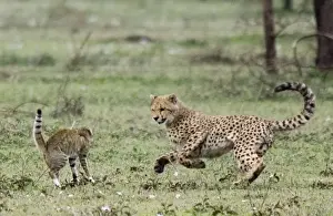 Grasslands Prints: Young Cheetah - Fighting with a Wild Cat (Felis silvestris)