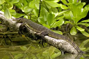 Amphibians Collection: A young Common Monitor Lizard rests (sunbathing