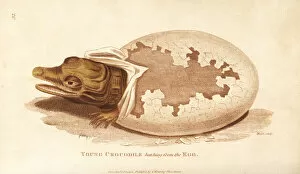 Reproduction Collection: Young crocodile hatching from the egg