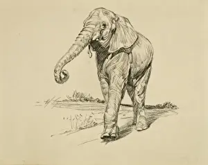 Young Elephant
