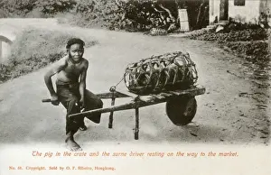 A young Farmers boy taking a pig to market
