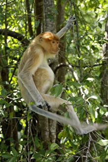 Feed Gallery: Young female Proboscis monkey (called Adi by sanctuary