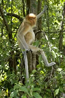 Young female Proboscis monkey, wild but relatively