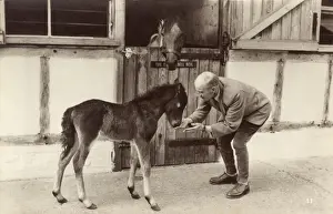 Foal Prints: Young foal