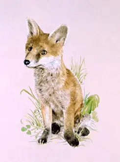 A young fox