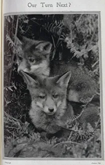 Hiding Prints: Young foxes, hunting season Date: 1910