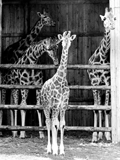Images Dated 30th October 2019: Young giraffe and adults in Woburn Wildlife Park, Beds