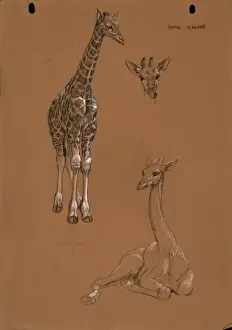 Giraffes Prints: Young Giraffes
