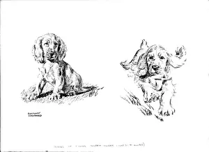 Sheppard Prints: Young Golden Cocker Spaniel