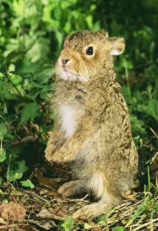 Alert Gallery: Young Hare / Leveret - stands on hind legs