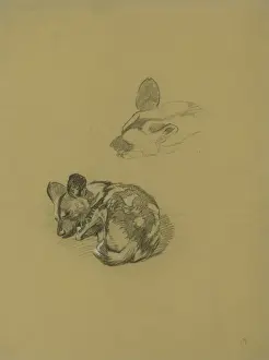 Hyena Prints: Young Hyena