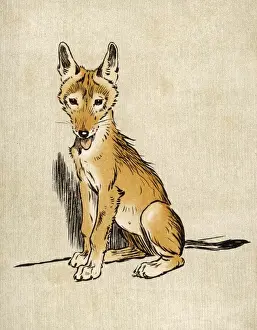 Al Din Prints: Young Jackal Aldin