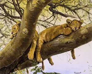Wildlife Gallery: Young lion cubs asleep in a tree