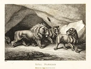 Gay And Phaedrus Prints: A young lioness crushing a mouse under its paw