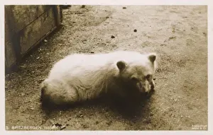 Young Polar Bear - Spitzbergen, Norway